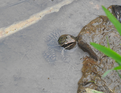 Lithobates maculatus