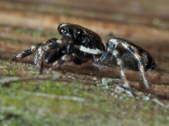 Salticus zebraneus