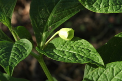 Scopolia caucasica
