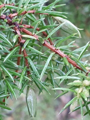 Oligotrophus juniperinus