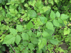 Rubus coreanus
