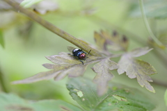 Platycorynus ignicollis