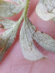 Peronospora corydalis