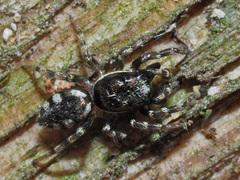 Salticus zebraneus