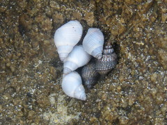 Echinolittorina