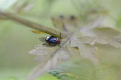 Platycorynus ignicollis