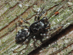 Salticus zebraneus