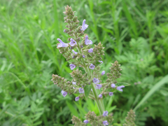 Salvia plebeia