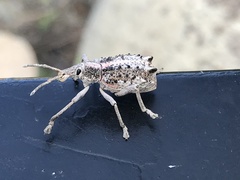 Leptopius clavus
