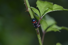 Cosmoscarta exultans