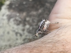 Leptopius clavus