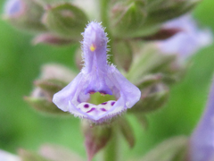 Salvia plebeia