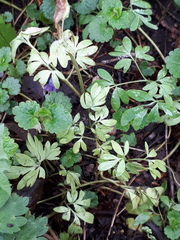 Peronospora corydalis