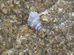 Echinolittorina aspera