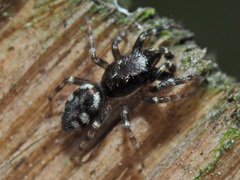 Salticus zebraneus