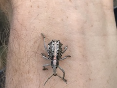 Leptopius clavus