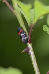 Cosmoscarta exultans