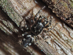 Salticus zebraneus