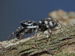 Salticus zebraneus