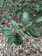Meiogyne heteropetala