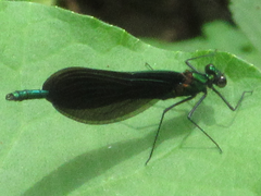 Calopteryx japonica