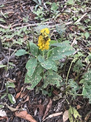 Crotalaria mitchellii