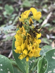 Crotalaria mitchellii