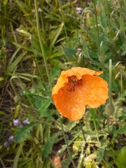 Papaver atlanticum