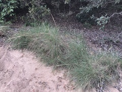 Triodia stenostachya