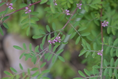 Indigofera bungeana