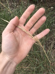 Triodia stenostachya