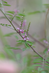 Indigofera bungeana