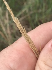 Triodia stenostachya