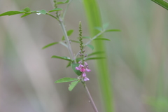 Indigofera bungeana