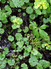 Peronospora chrysosplenii