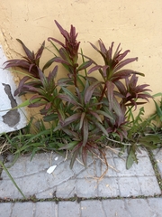 Chamaenerion angustifolium