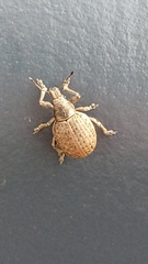 Attactagenus plumbeus