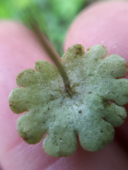 Peronospora chrysosplenii