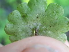 Peronospora chrysosplenii