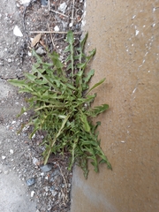 Taraxacum ceratophorum