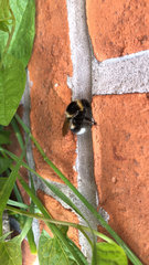 Bombus