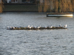 Chroicocephalus ridibundus