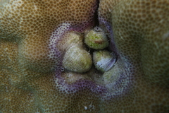 Coralliophila radula image