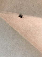 Heliophanus forcipifer