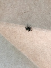 Heliophanus forcipifer