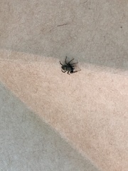 Heliophanus forcipifer