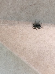 Heliophanus forcipifer