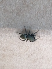 Heliophanus forcipifer