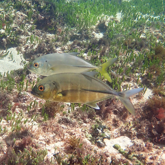 Pseudocaranx dentex