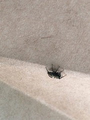 Heliophanus forcipifer